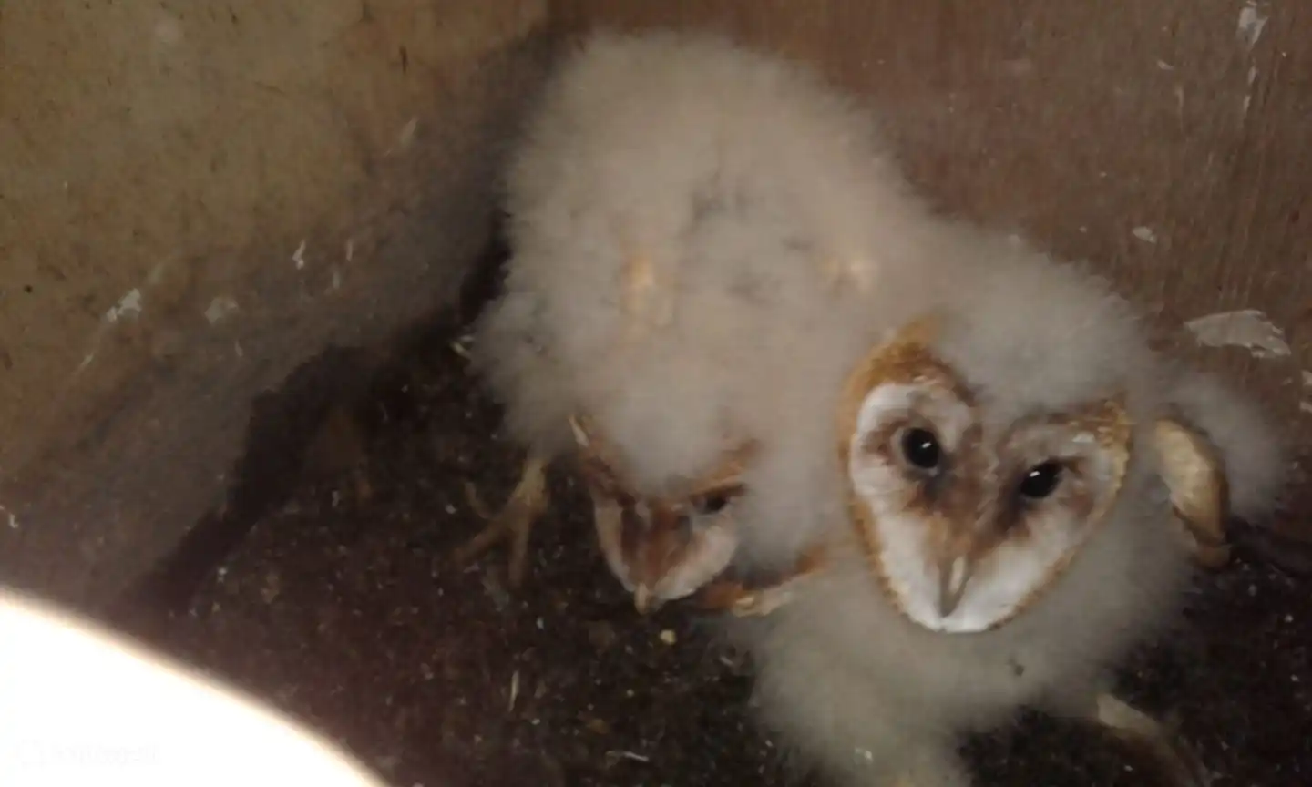 ...4 a 5 veldmuizen per nacht, aangevlogen door pa en ma kerkuil.