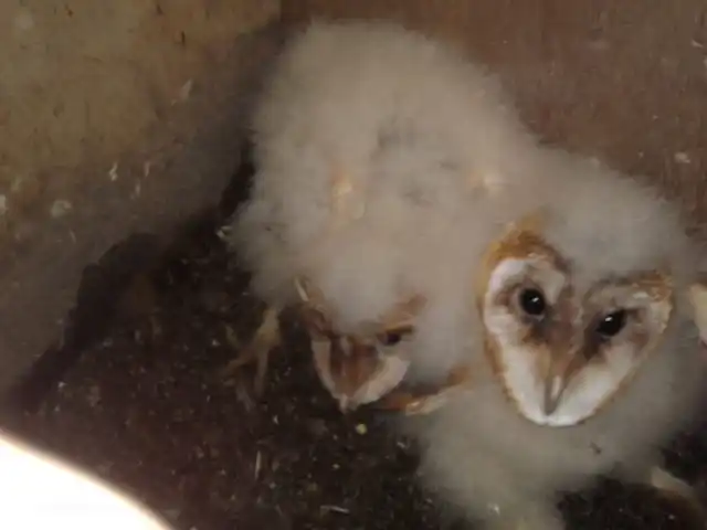 vakantiehuis huren in Nederland, Limburg, Klimmen – Hof Caerdebeeck - De Bron ...4 a 5 veldmuizen per nacht, aangevlogen door pa en ma kerkuil.