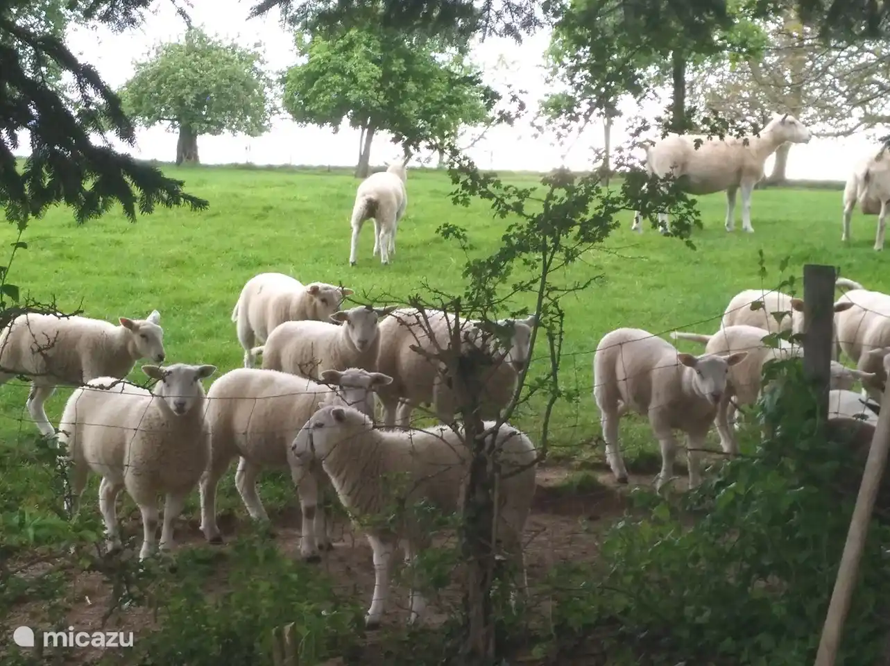 De lammetjes, drie maanden oud