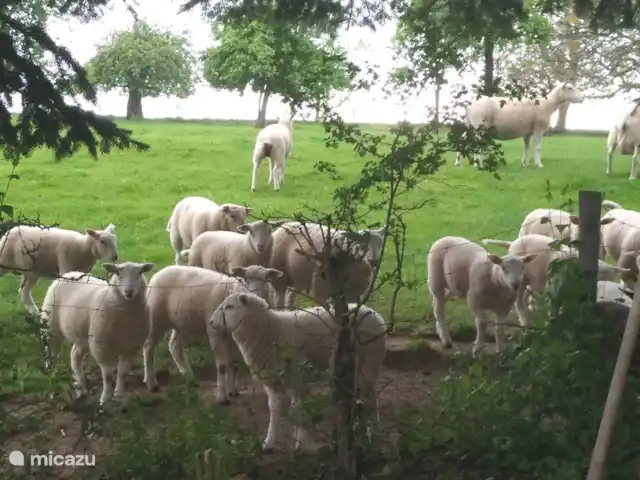 vakantiehuis huren in Nederland, Limburg, Klimmen – Hof Caerdebeeck - De Bron De lammetjes, drie maanden oud