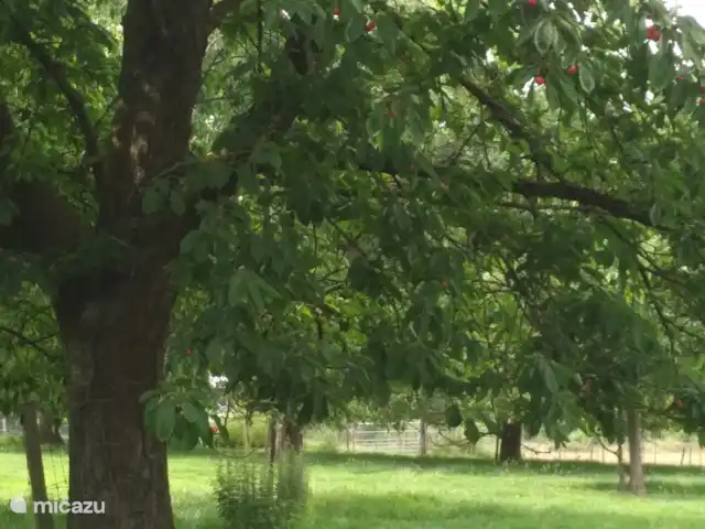 vakantiehuis huren in Nederland, Limburg, Klimmen – Hof Caerdebeeck - De Bron Kersenboom