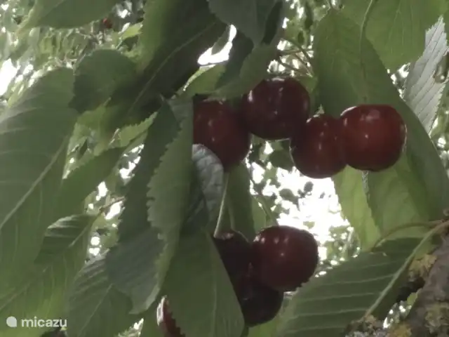 vakantiehuis huren in Nederland, Limburg, Klimmen – Hof Caerdebeeck - De Bron Juni