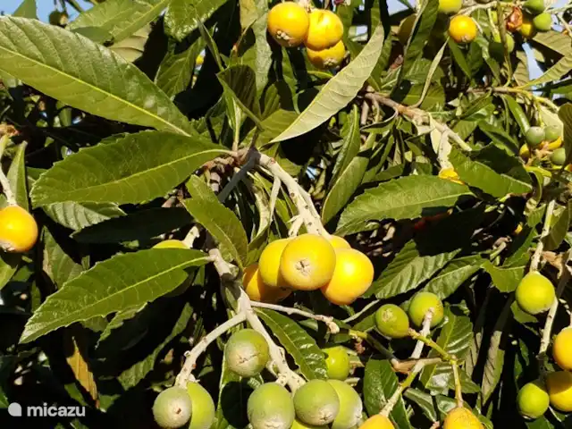 Finca Maxima | Espagne, Valence, Montroy - finca Le néflier