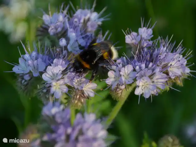 vakantiehuis huren in Nederland, Gelderland, Aalten – Het Achterhoeks Voorrecht