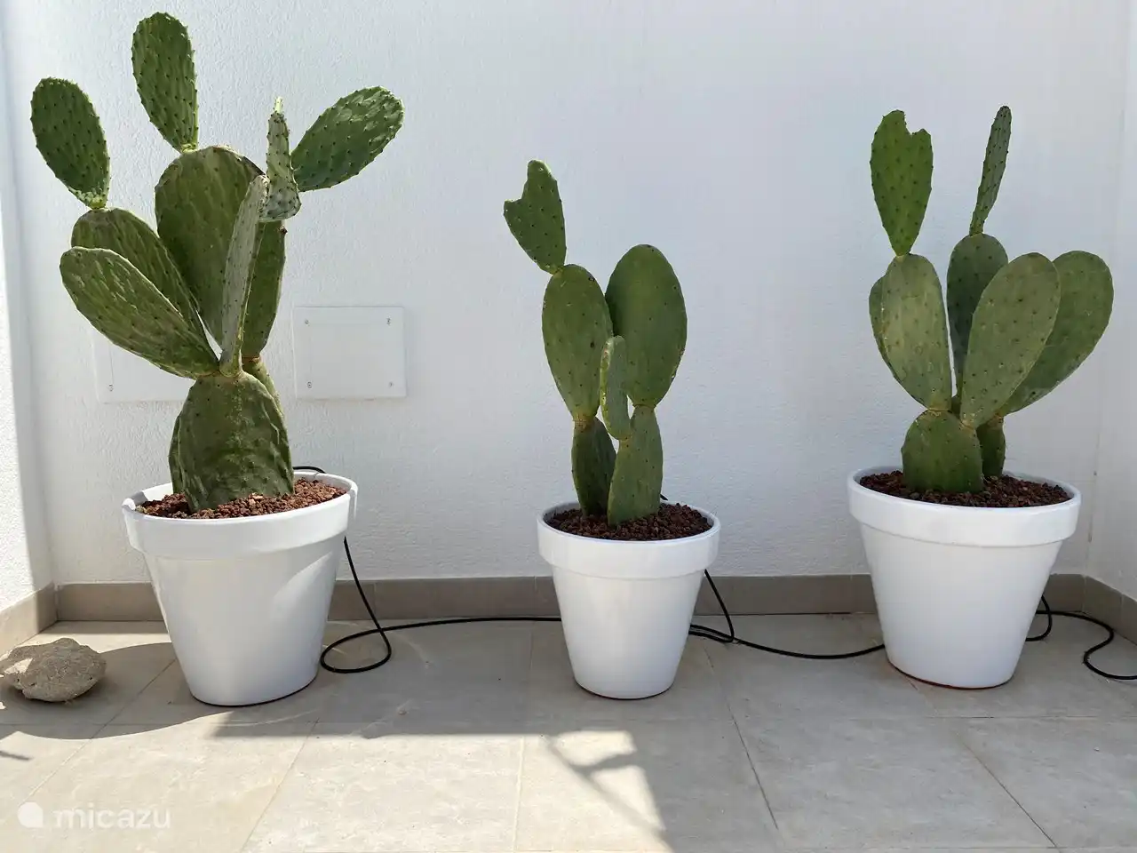 veel planten op het dakterras