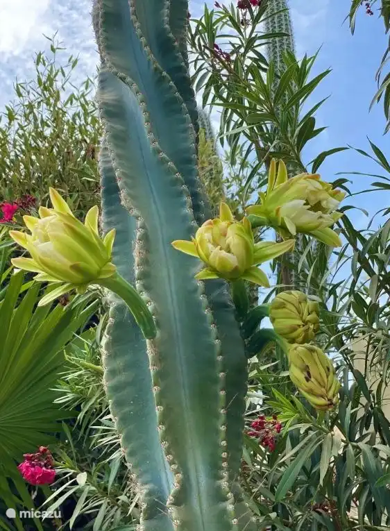 Jardin (Dama di anochi, les fleurs éclosent quelques fois la nuit)