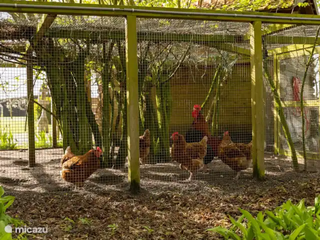 Location de Vacances Pays-Bas, Drenthe, Echten, maison de vacances - Prairie de vache de ferme Le coq et les poules