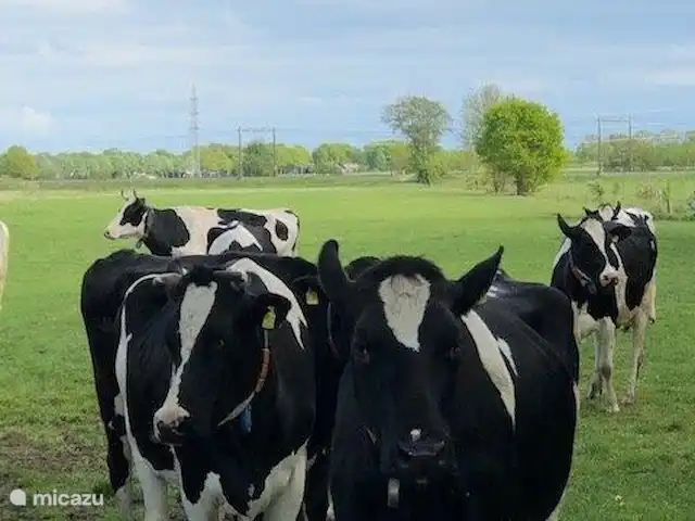 Location de Vacances Pays-Bas, Drenthe, Echten, maison de vacances - Prairie de vache de ferme Nous sommes prêts à être traites.