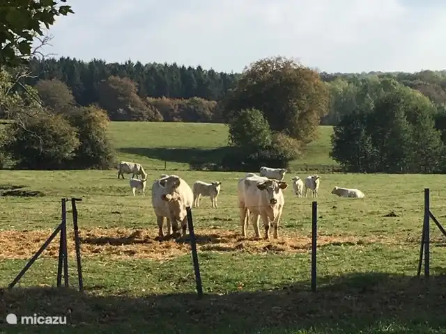 vacas francesas