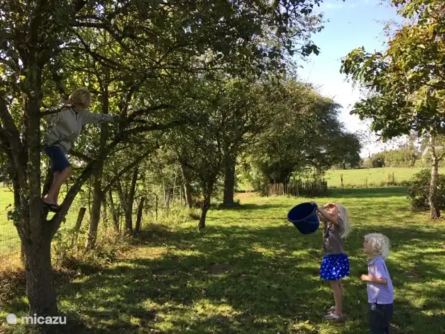 recoger la fruta de los &#225;rboles frutales