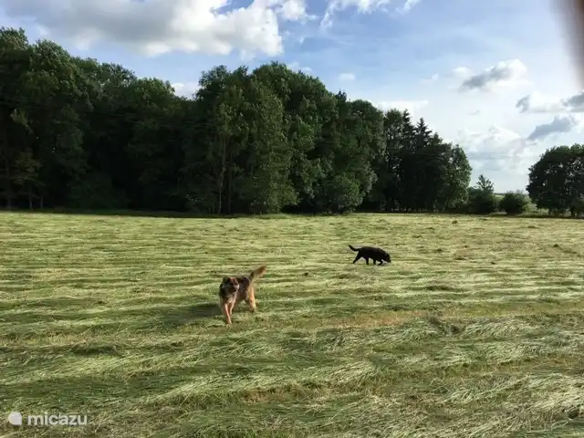 maravilloso para que un perro olfatee en el jard&#237;n completamente cerrado