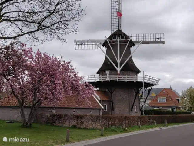 Location de Vacances Pays-Bas, Frise, Noordwolde, studio - Triangle de la maison Moulin à Noordwolde, Windlust.