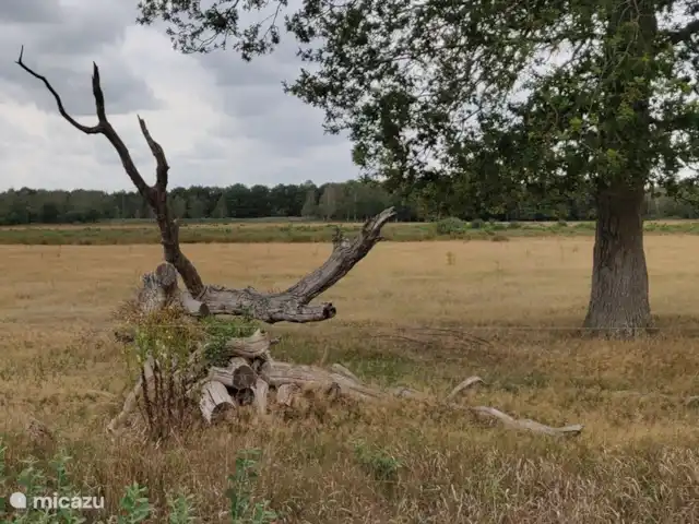 Location de Vacances Pays-Bas, Frise, Noordwolde, studio - Triangle de la maison Drents-Friese Wold
