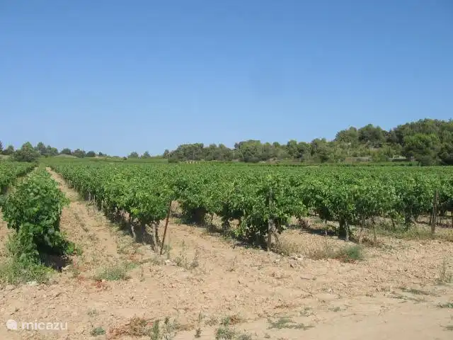 Weinberge in der Umgebung