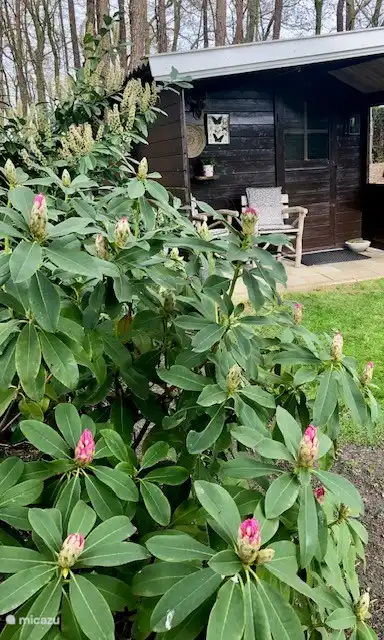 Üppiger Garten mit Bäumen und Pflanzen