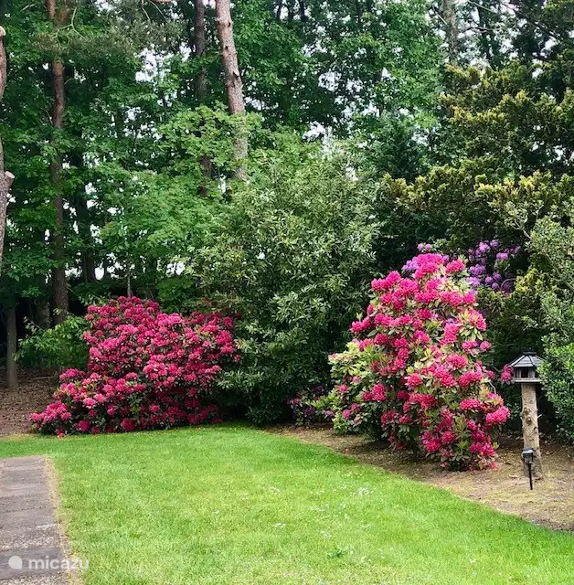 Mitte Mai kommen die Rhododendren wunderschön heraus