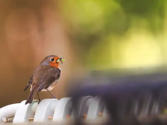 Het Reirinck, 14 pers.Het Voorhuis huren in Nederland, Gelderland, Groenlo - boerderij Omgeven door natuur