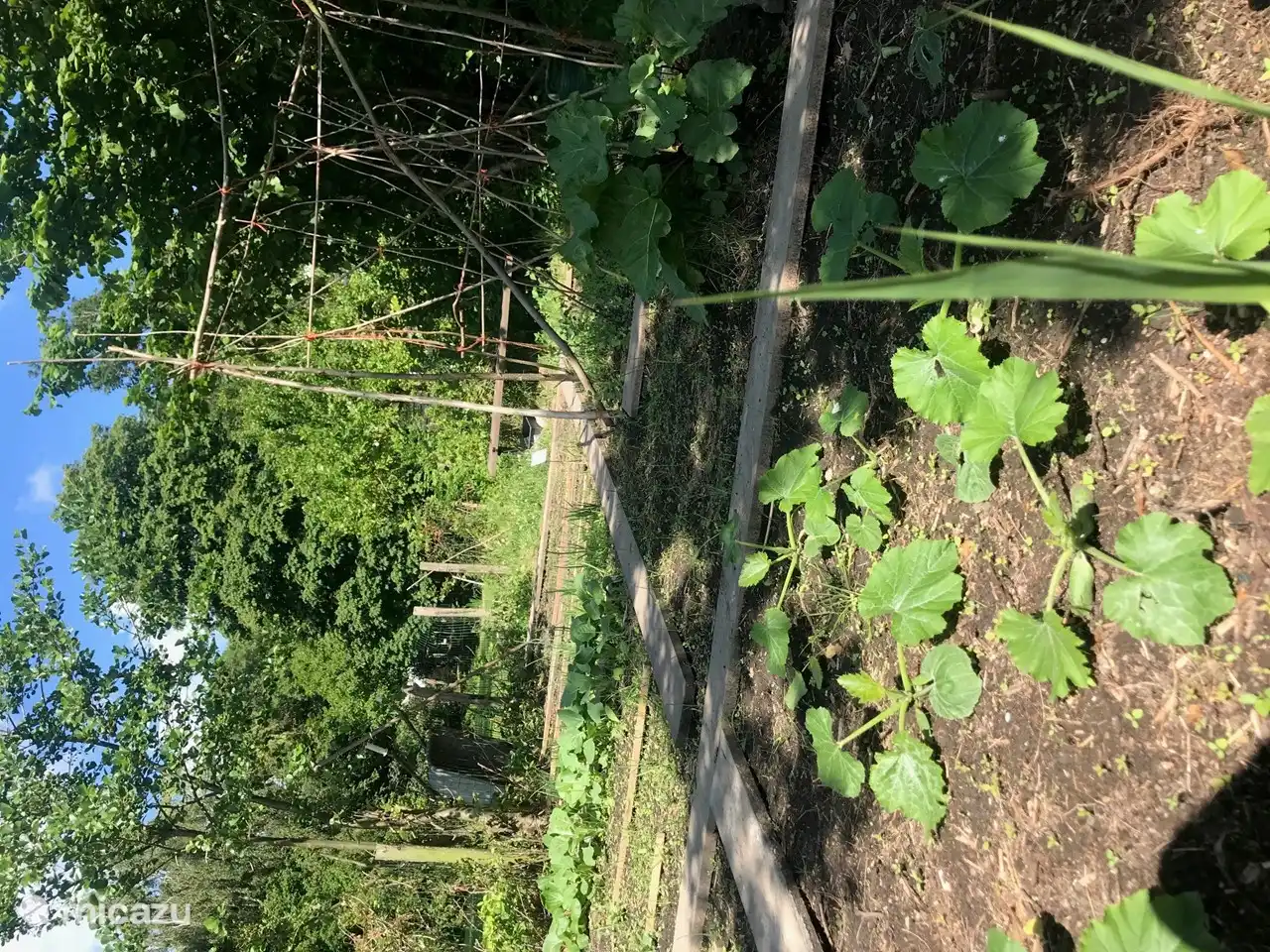 Vegetable garden in the making