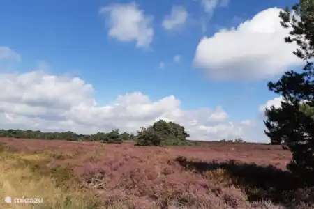 Reserva natural De Holterberg