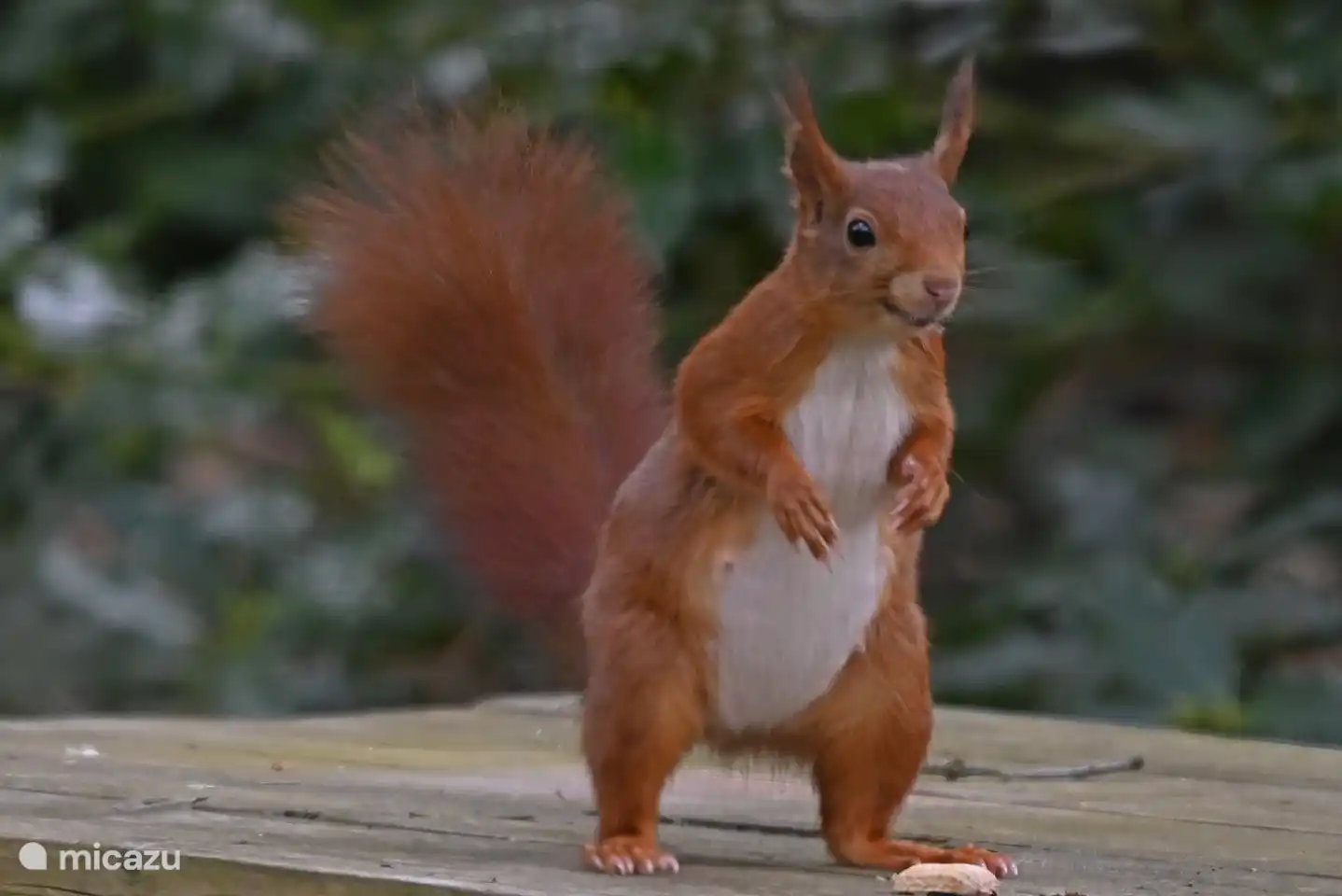 Glückliches Eichhörnchen :-)
(Bildnachweis: Monica Heikoop)