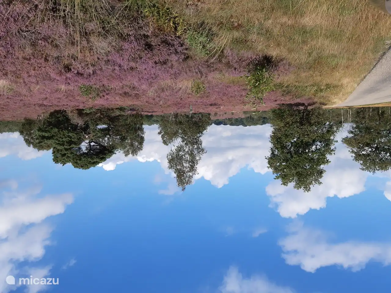 Das Heidekraut ist wieder schön lila!