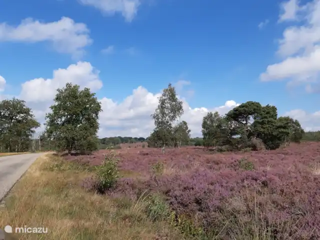 Location de Vacances Pays-Bas, Overijssel, Holten, maison de vacances - Maison forestière rétro 'De Verpoozing' La bruyère est à nouveau belle violette !