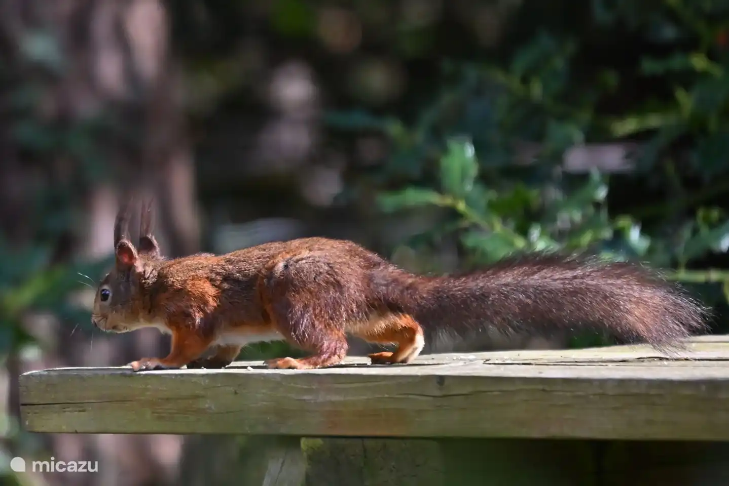 Einer unserer Stammgäste (Bildnachweis: Monica Heikoop)