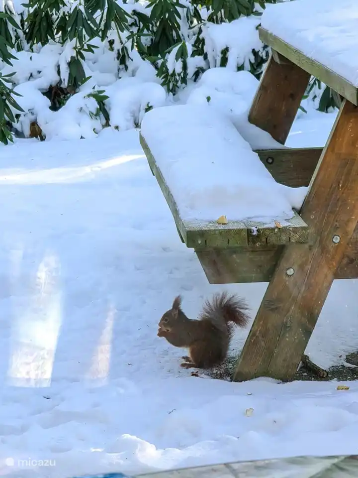 Auch im Winter ein gern gesehener Gast