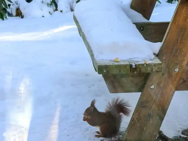 Location de Vacances Pays-Bas, Overijssel, Holten, maison de vacances - Maison forestière rétro 'De Verpoozing' Aussi un invité bienvenu en hiver