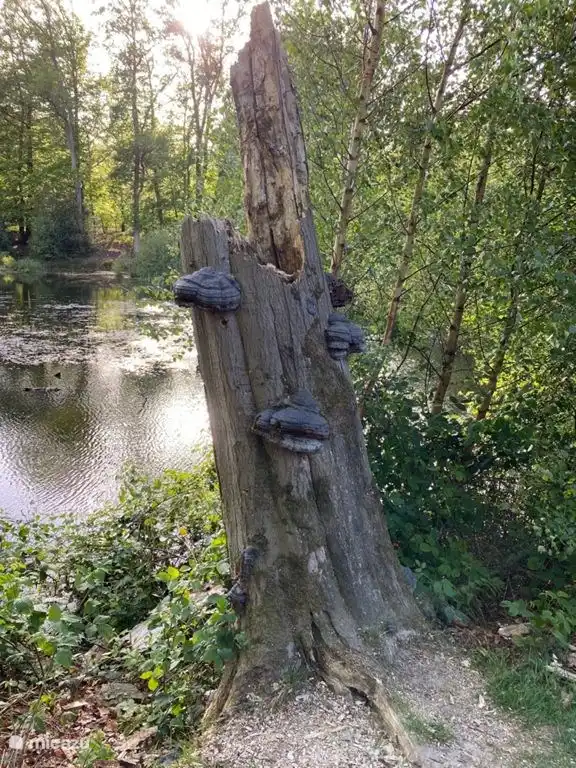 Eine der Quellen im Springendal.