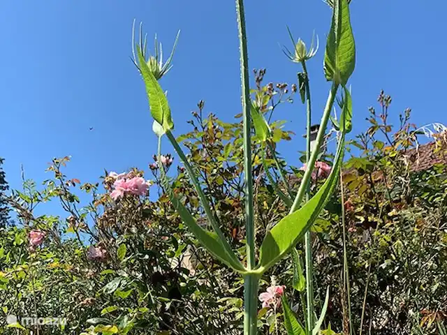 Wandelen, Frankrijk, Nièvre, Sémelay, gîte / cottage La Fleur Sauvage