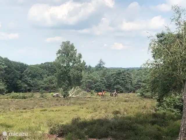 Location de Vacances Pays-Bas, Overijssel, Holten, maison de vacances - Le tribunal de la poste Holterberg