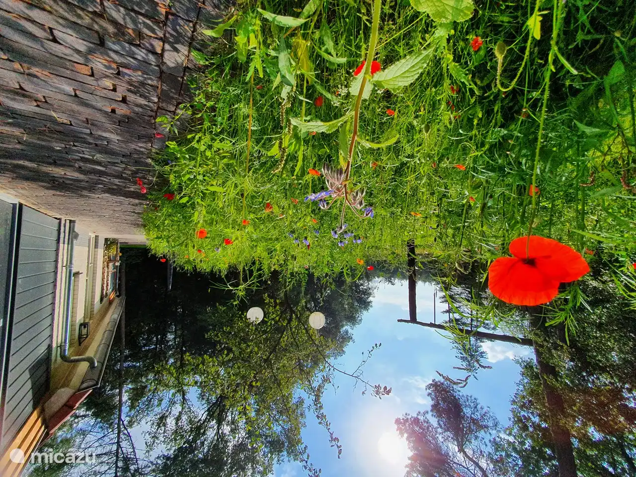 Sommerblumen im Garten!