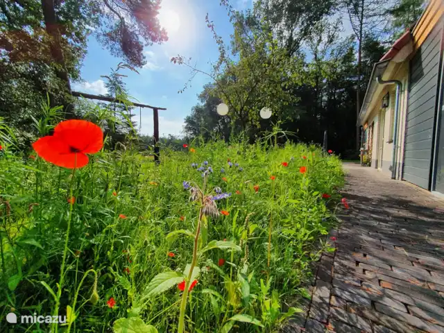 PuurZang | Ommen huren in Nederland, Overijssel, Ommen - vakantiehuis 's Zomers bloemen in de tuin!