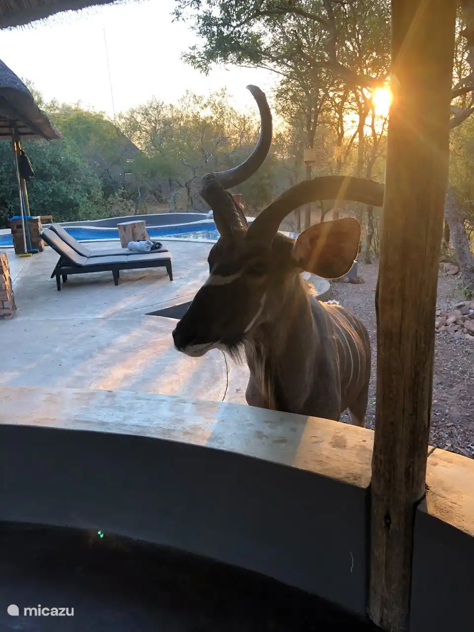 Kudu