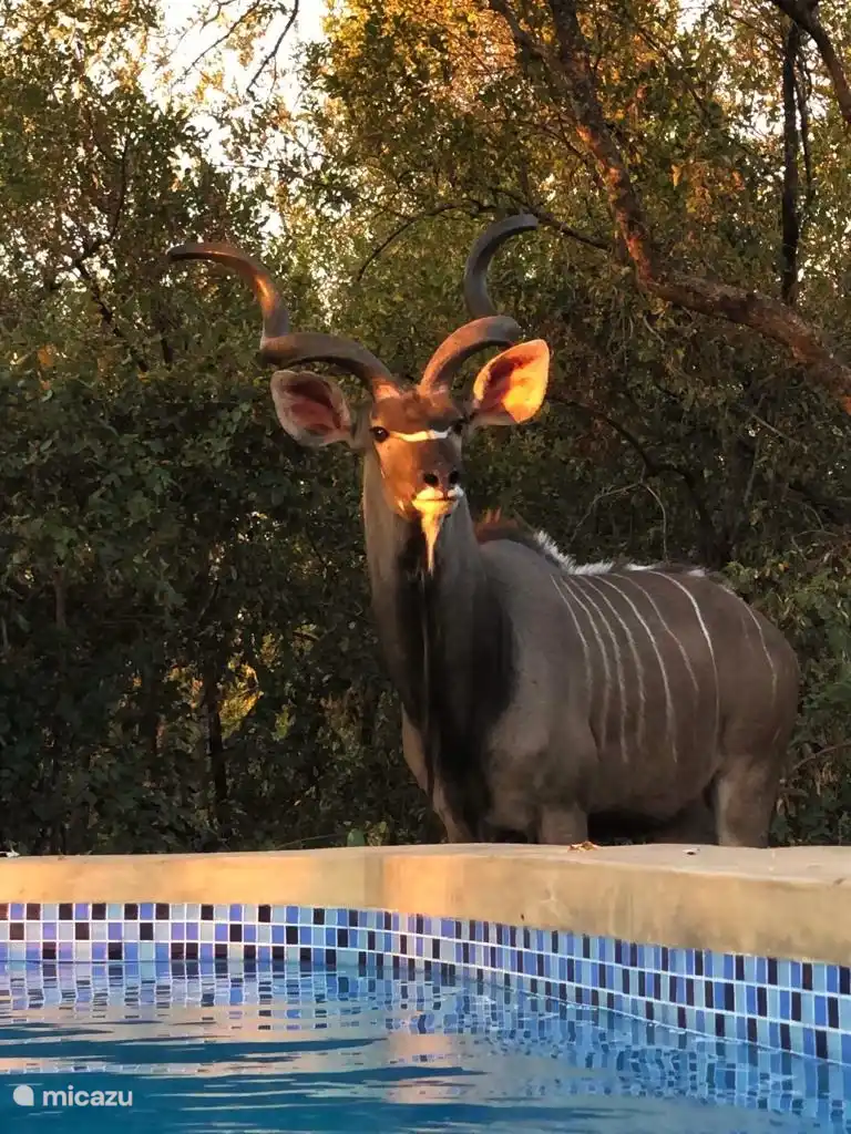 Kudu