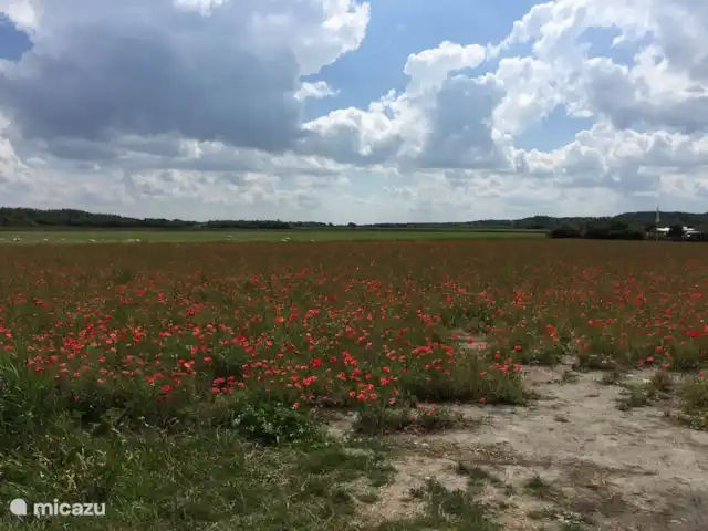 Alegria | Pays-Bas, Zélande, Kamperland - maison de vacances