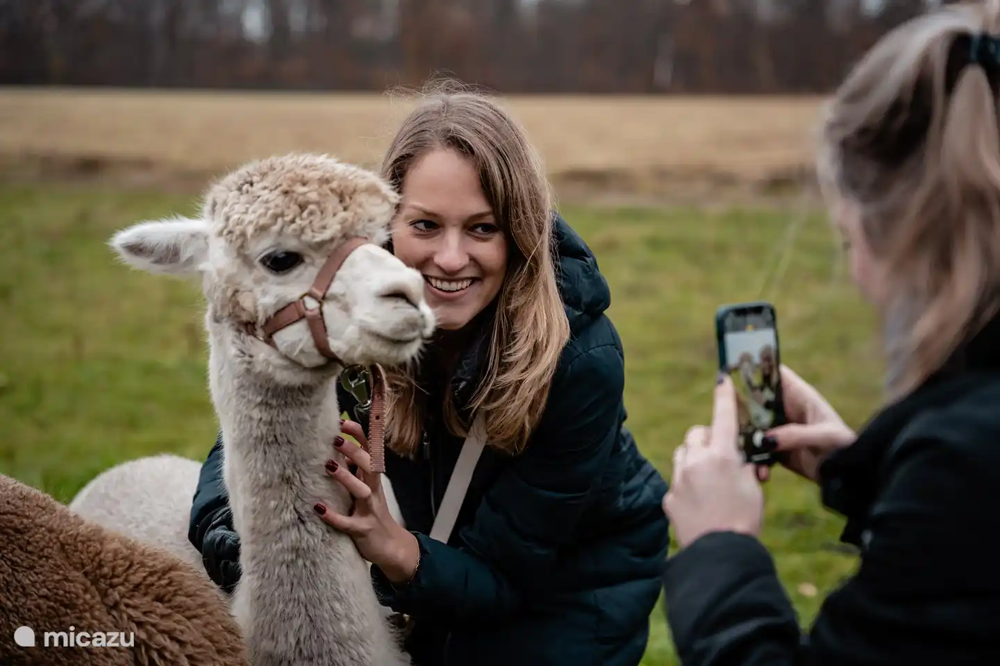 Alpaka-Farm in der Nähe (Vorstenbosch) 16 km