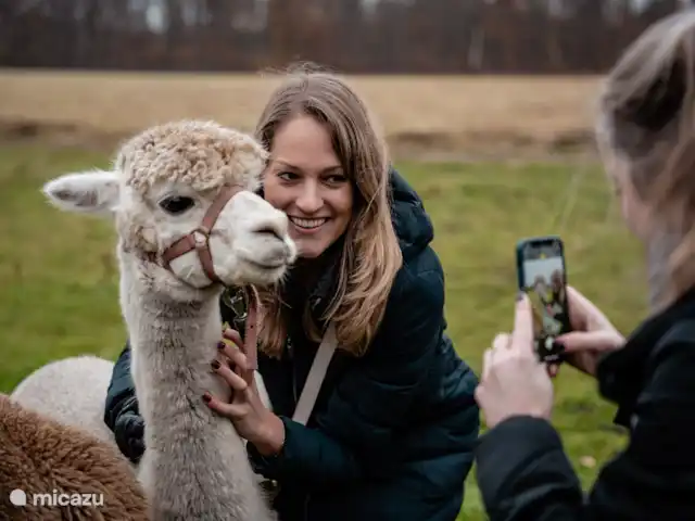 Boekels Buiten en Países Bajos, Barbante Septentrional, Boekel - casa vacacional Granja de alpacas cercana (Vorstenbosch) 16 km