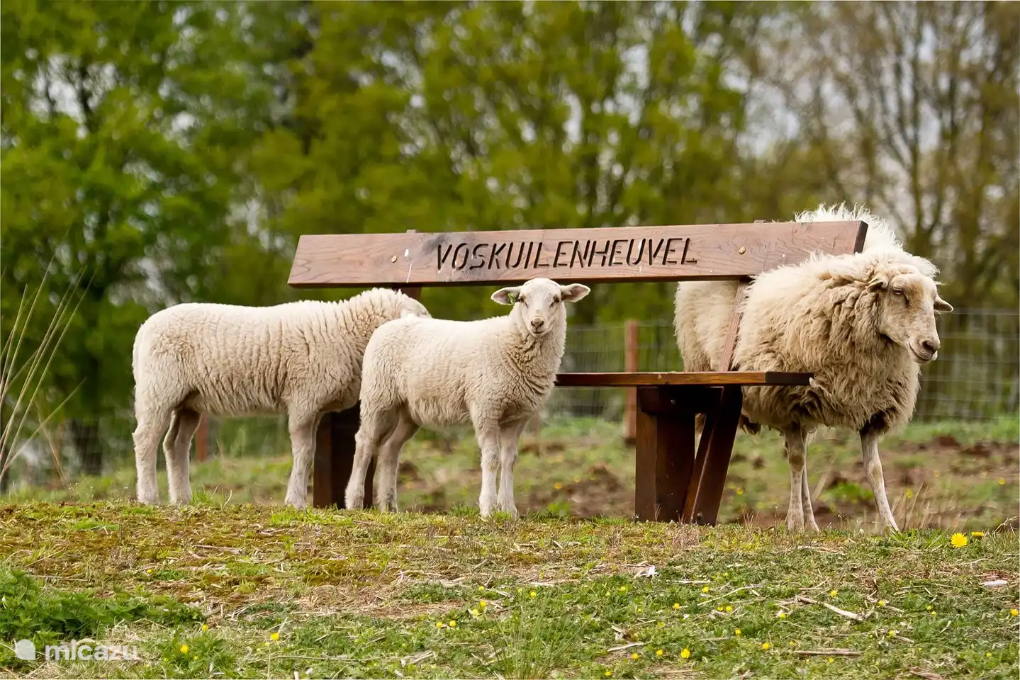 In unserem Hinterhof 'Voskuilenheuvel' 3 km für einen schönen Spaziergang im Wald / am Teich.