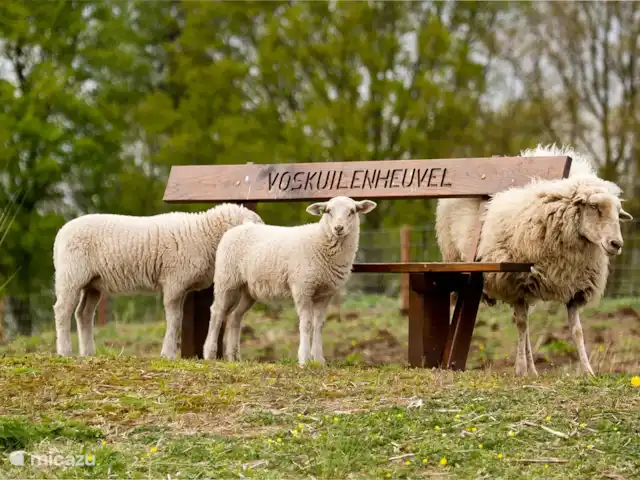 Boekels Buiten en Países Bajos, Barbante Septentrional, Boekel - casa vacacional En nuestro patio trasero 'Voskuilenheuvel' a 3 km para un agradable paseo por el bosque / junto al estanque.