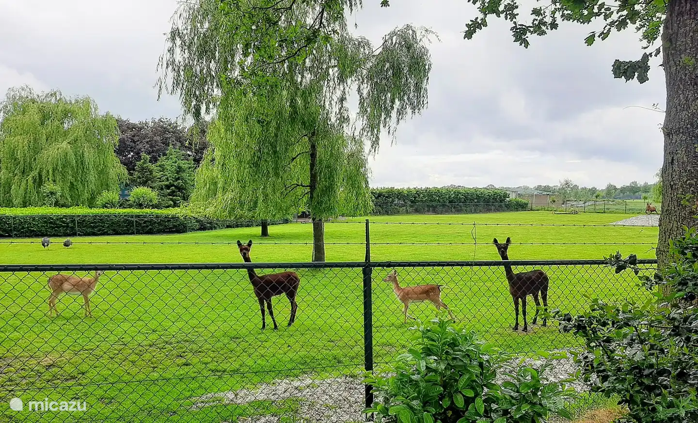 Nachbarn aus unserer Straße... zuschauen ist erlaubt, füttern natürlich nicht.