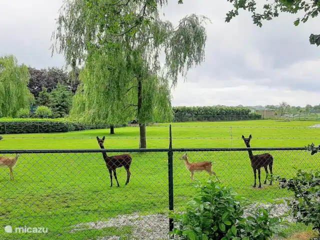 Boekels Buiten en Países Bajos, Barbante Septentrional, Boekel - casa vacacional vecinos de nuestra calle... se permite mirar, no alimentar por supuesto.