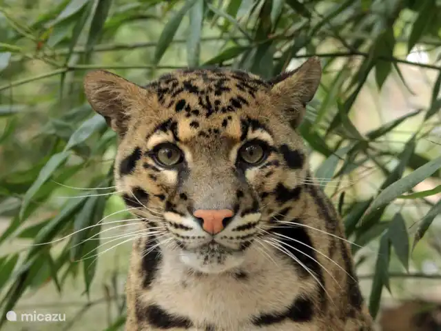 Boekels Buiten en Países Bajos, Barbante Septentrional, Boekel - casa vacacional Parque de animales ZieZoo Volkel, 7 km