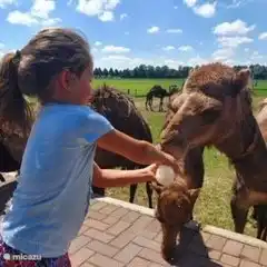 Kamelmilchfarm Smits Berlicum Nordbrabant