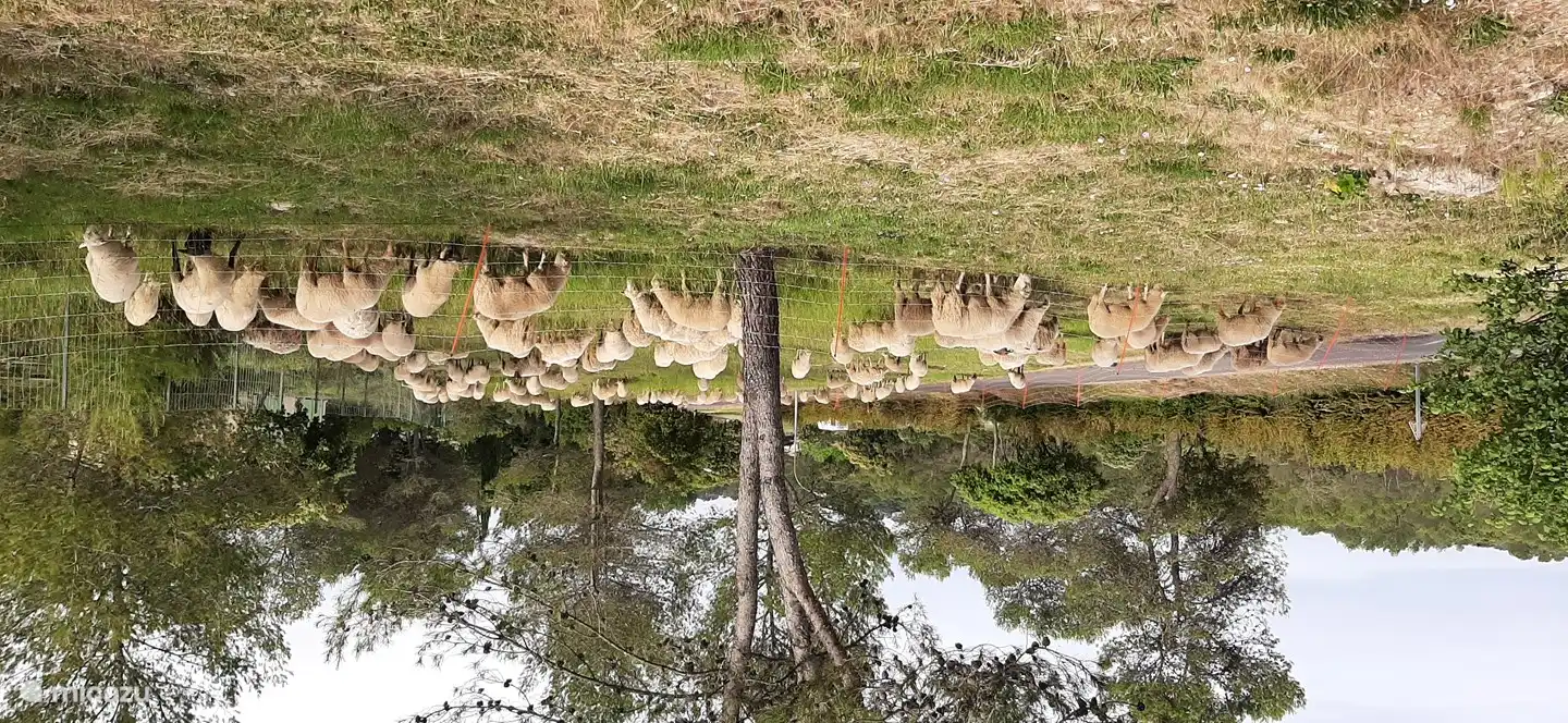 Im Frühjahr weiden die Schafe im Park.