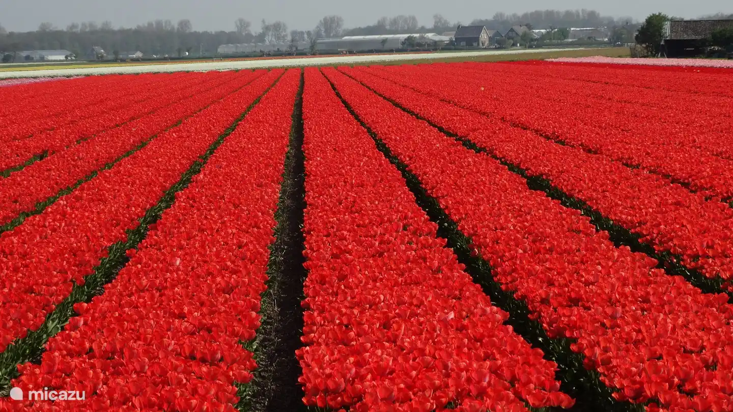 Blumenfelder in der Nähe