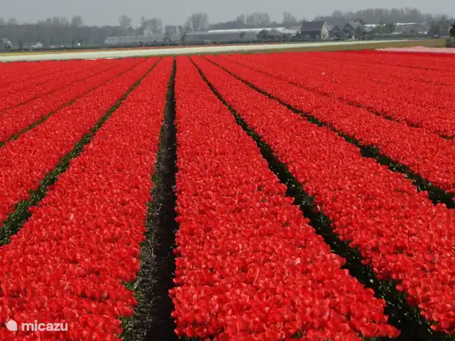 La maison de plage d'Emma | Pays-Bas, Hollande méridionale, Katwijk - appartement Champs de fleurs à proximité