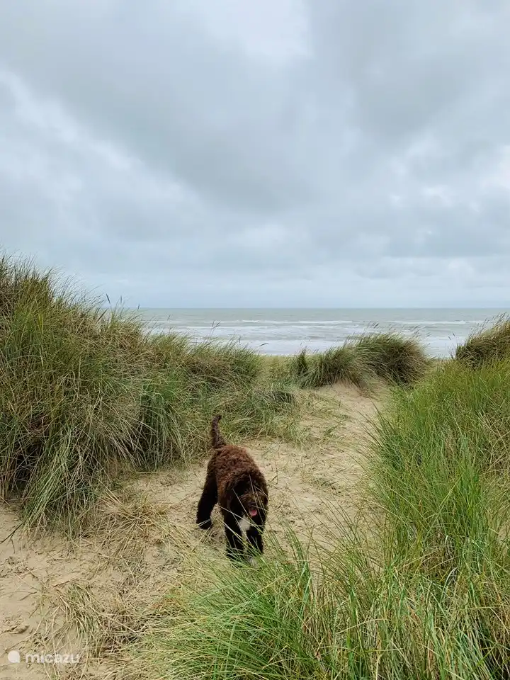 Wandern in den Schoorlse Duinen, wo das Meer nie weit ist.