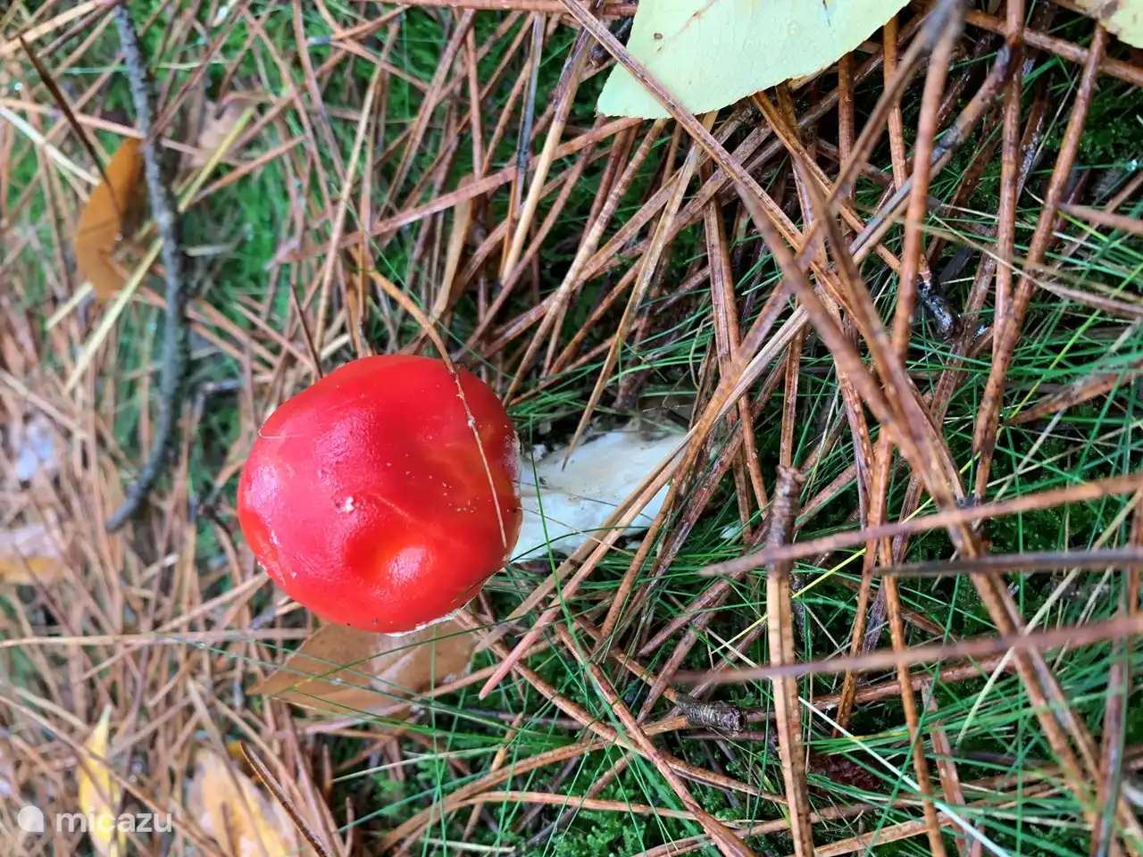In den Schoorlse Duinen finden Sie 1000(!) verschiedene Pilze.